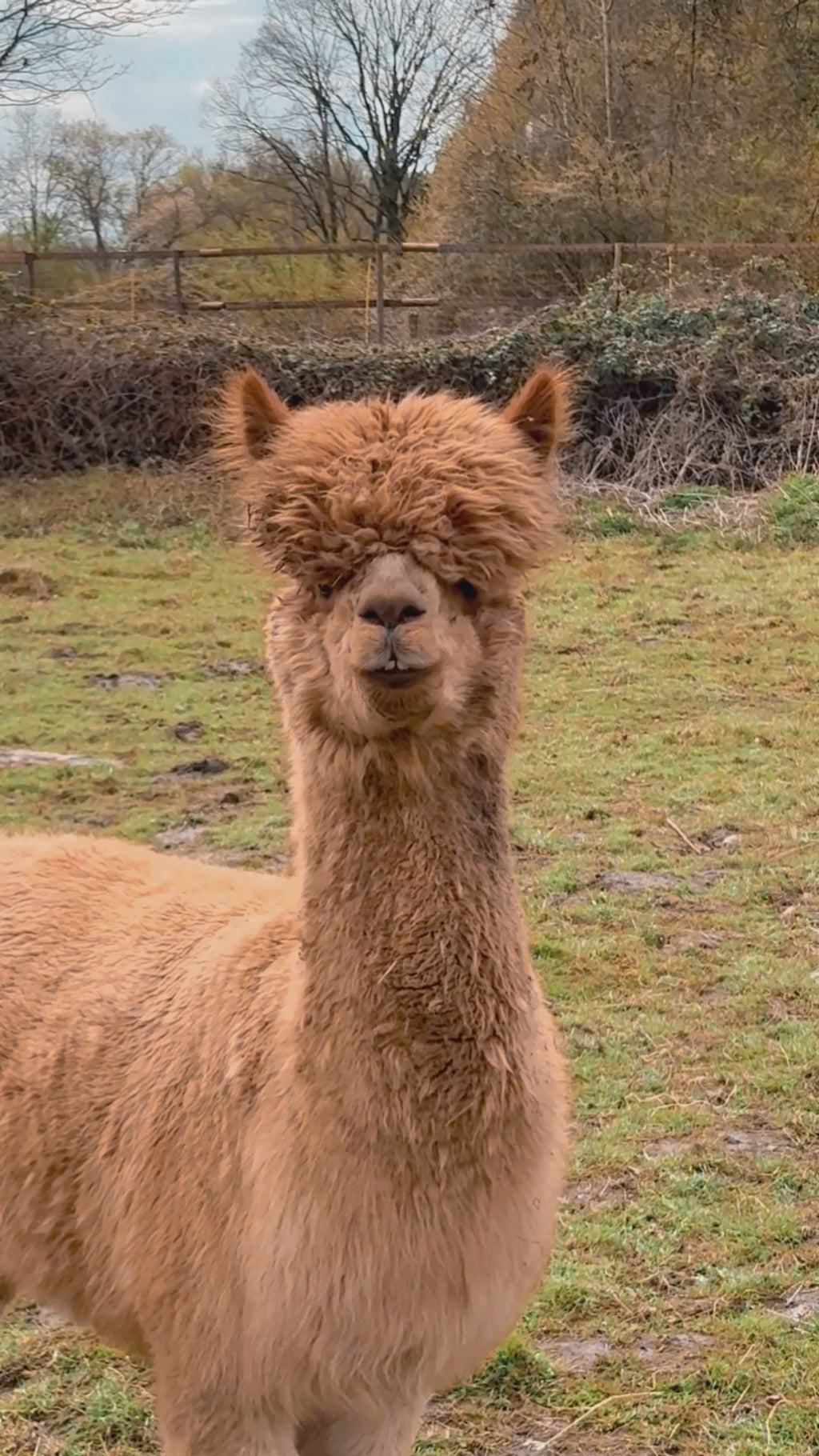 Kreative Auszeit: Schmuck gestalten & Alpakas hautnah erleben 14.06.2026